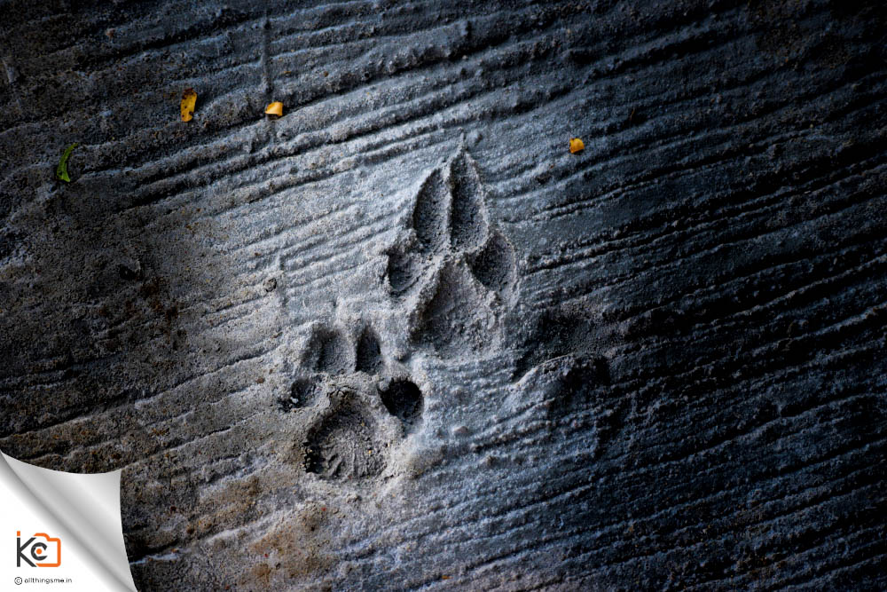 Paws in stone