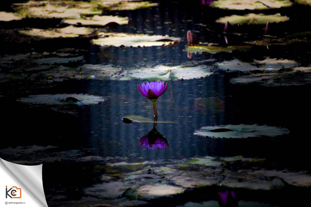 Water Lily in the pond