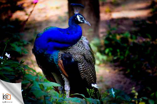 Radiant Peacock